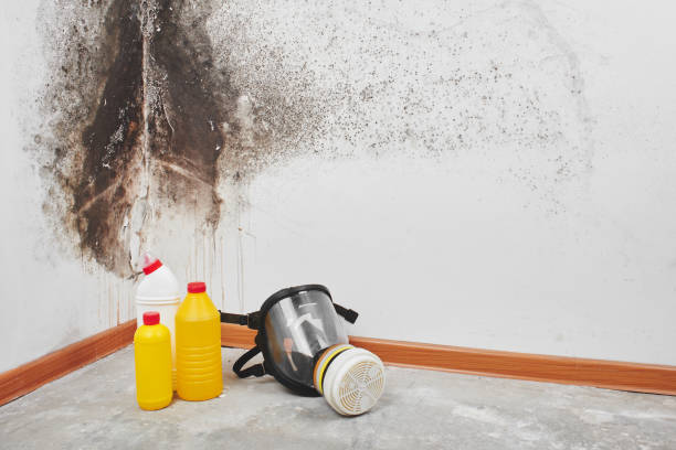 Best Residential Mold Removal  in Ofallon, IL