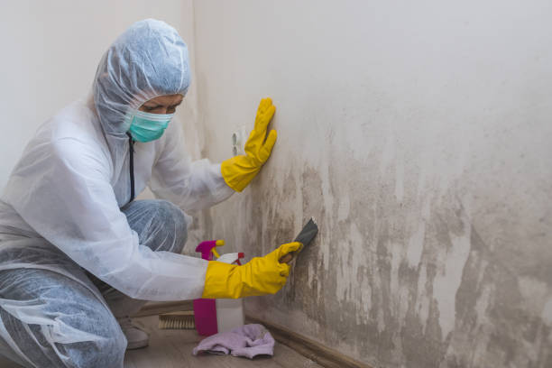 Best Commercial Mold Removal  in Ofallon, IL