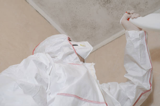 Best Mold Inspection  in Ofallon, IL