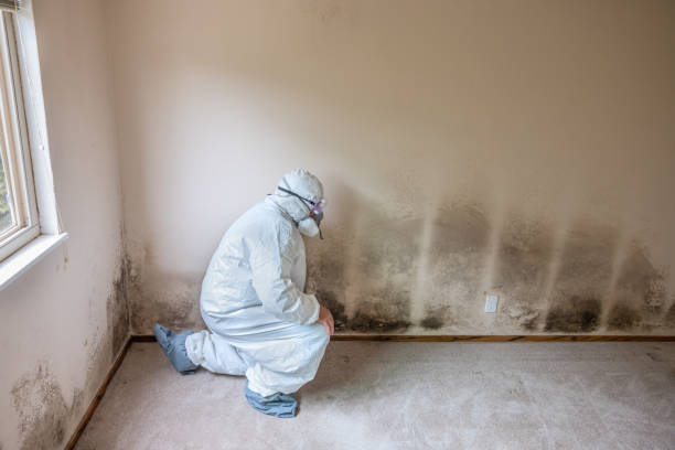 Certified Mold Removal in Ofallon, IL